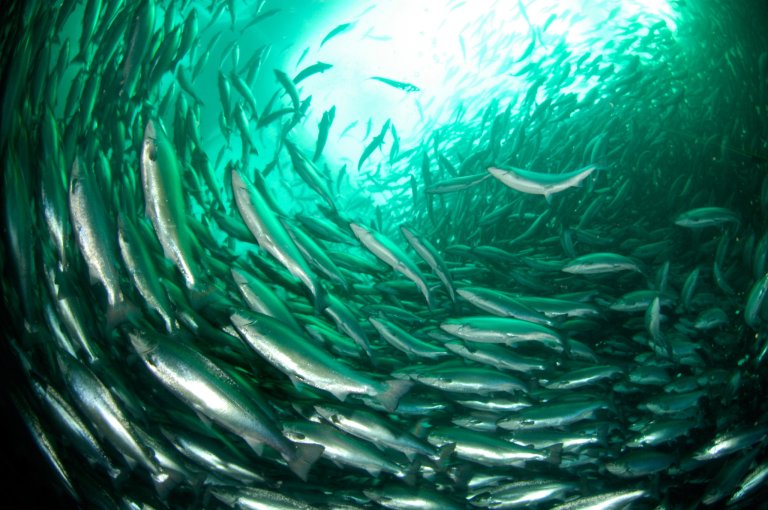 Merd i oppdrettsanlegg. Foto: Rudolf Svensen