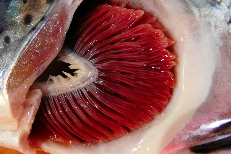 Normale gjeller hos oppdrettslaks. Foto: Trygve Poppe