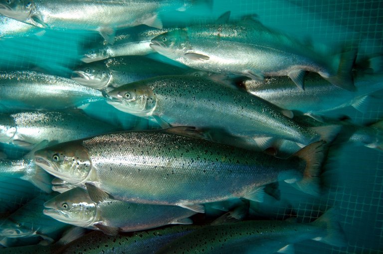 Laks i merd. Foto: Rudolf Svensen