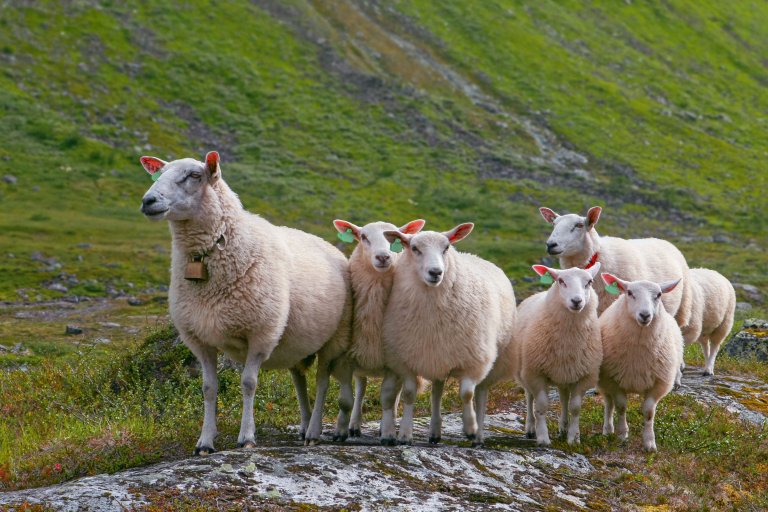 Sau. Foto: Colourbox