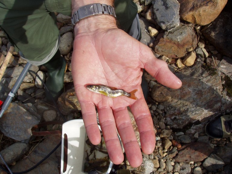 Foto: Eva B. Thorstad, Norsk institutt for naturforskning