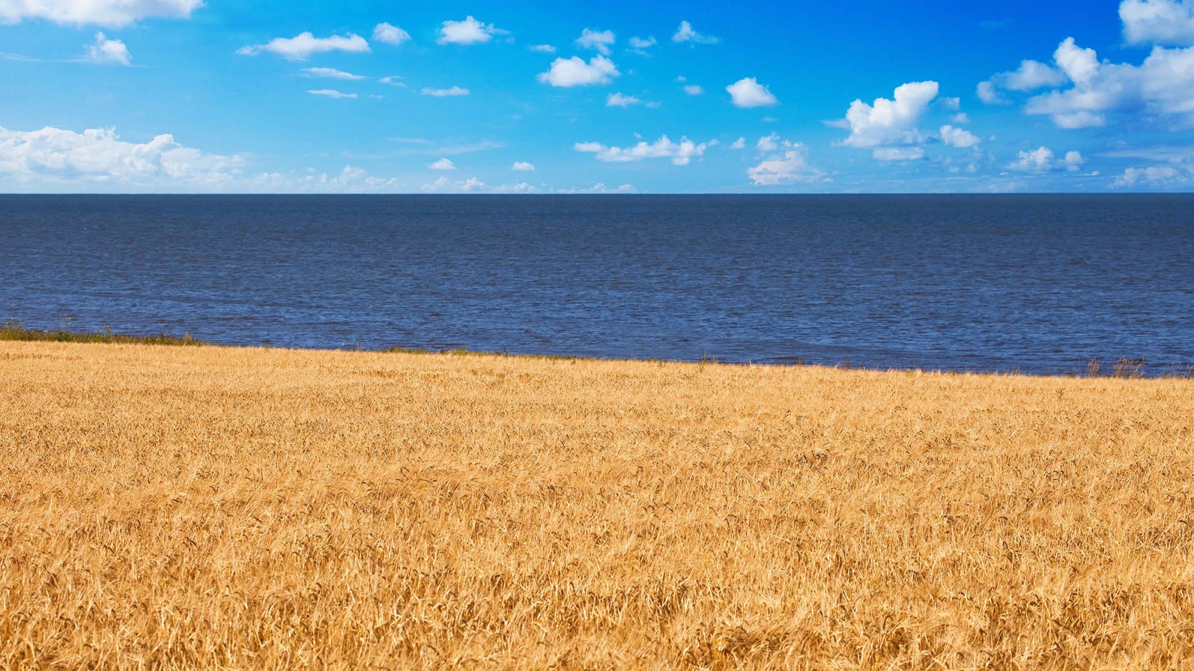 grain field near the sea