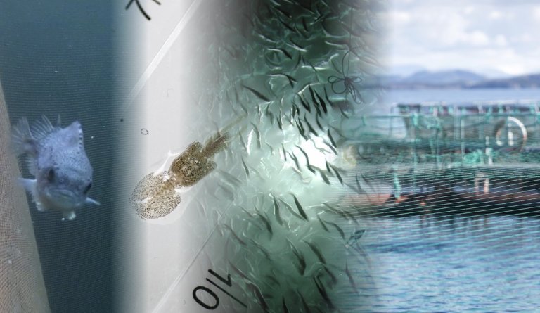 Foto: Havforskningsinstituttet