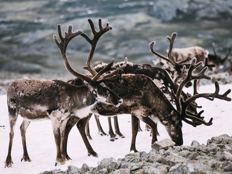 Rein på beite. Foto: Shutterstock