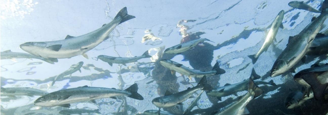 Pankreassykdom utbrudd og statistikk 