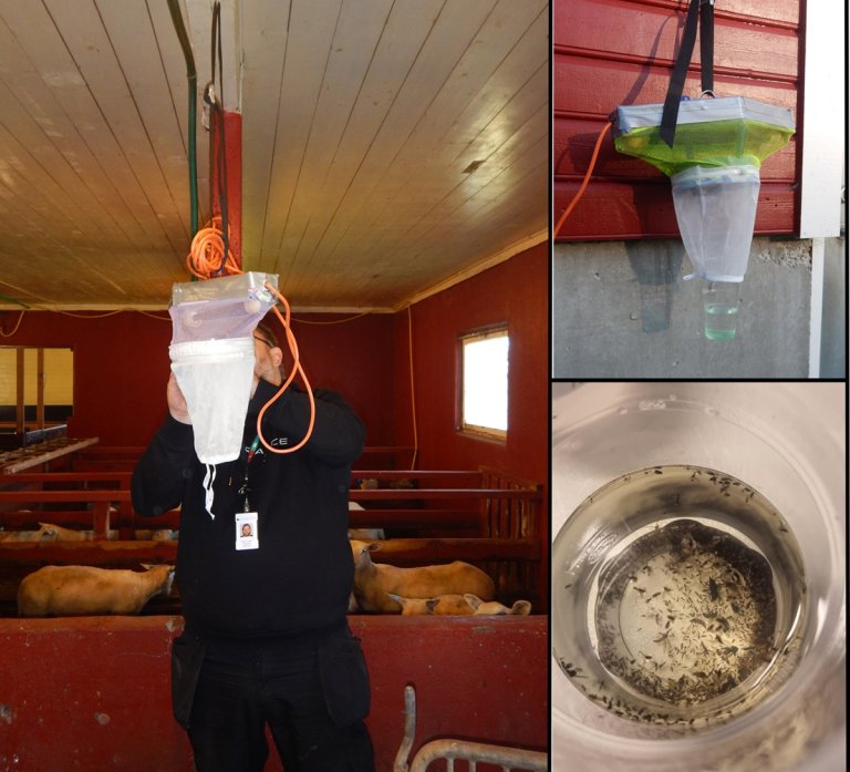 Fangst blåtunge.jpg