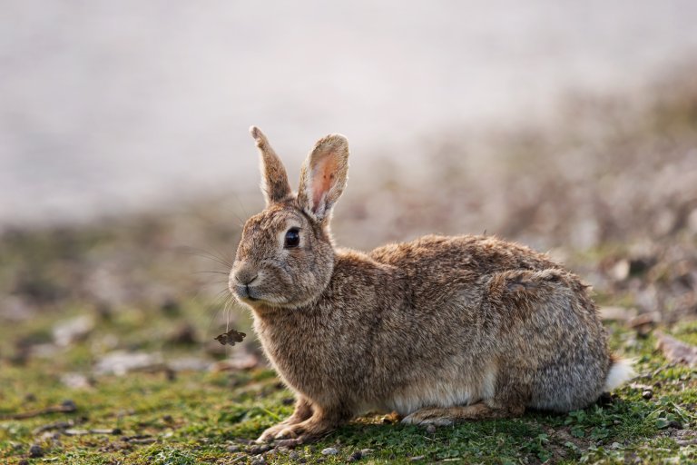 Illustrasjonsfoto av kanin i natur.