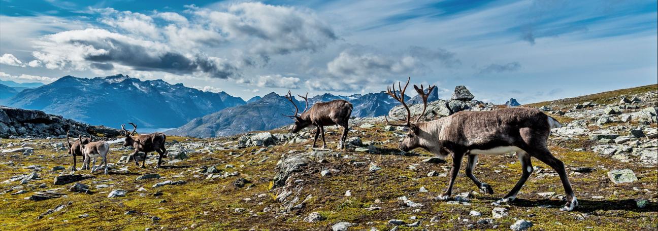 Reinhelsetjenesten i Tromsø