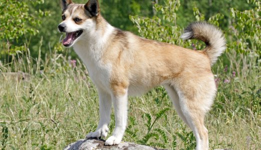 Severe illness in dogs in Norway
