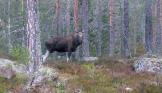 Over 33 000 deer tested for CWD in 2018