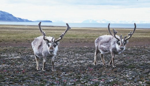 Rabies detected in a Svalbard reindeer 