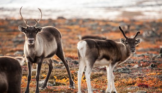 Disproved suspicion of CWD in semi-domestic reindeer in Norway