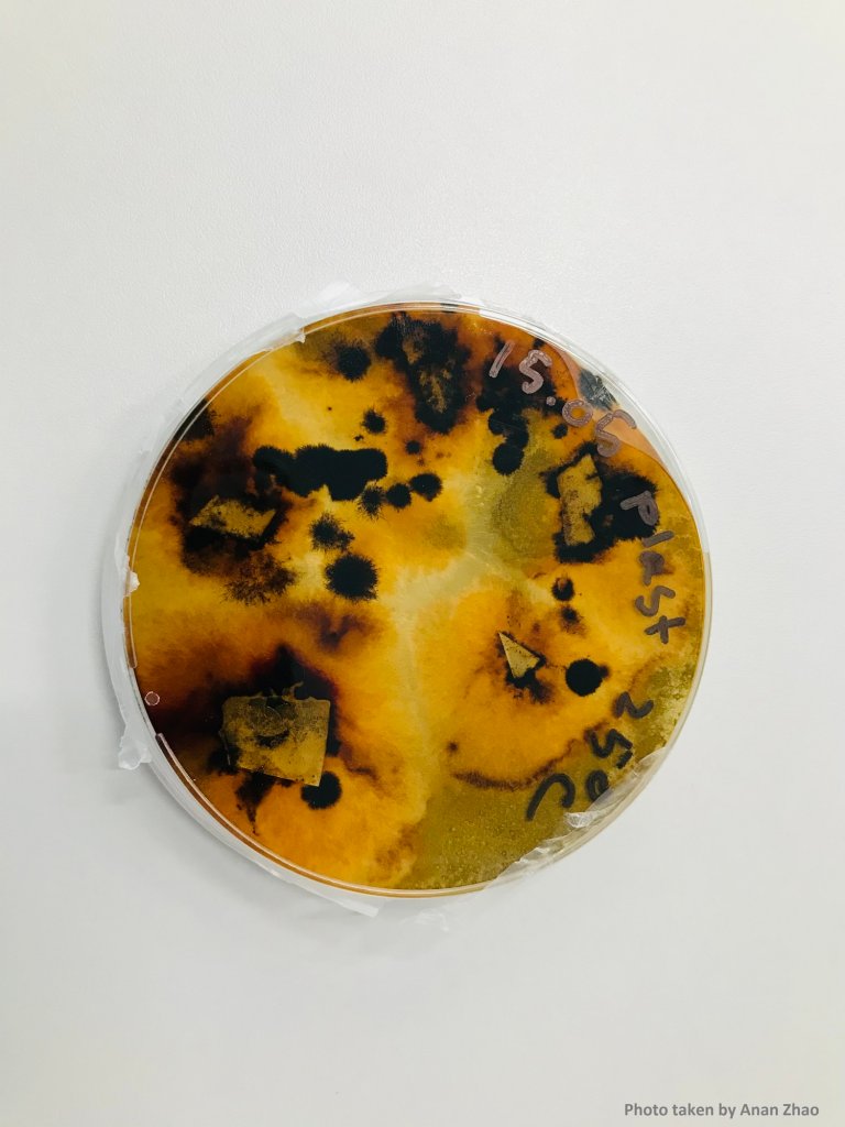 Petriskål etter seks måneder. Foto: Anan Zhao