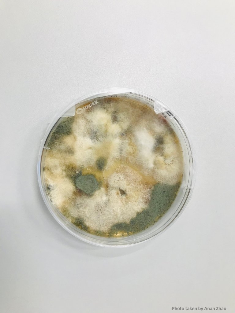 Petriskål etter tre måneder der flere sopparter ble vist. Foto: Anan Zhao