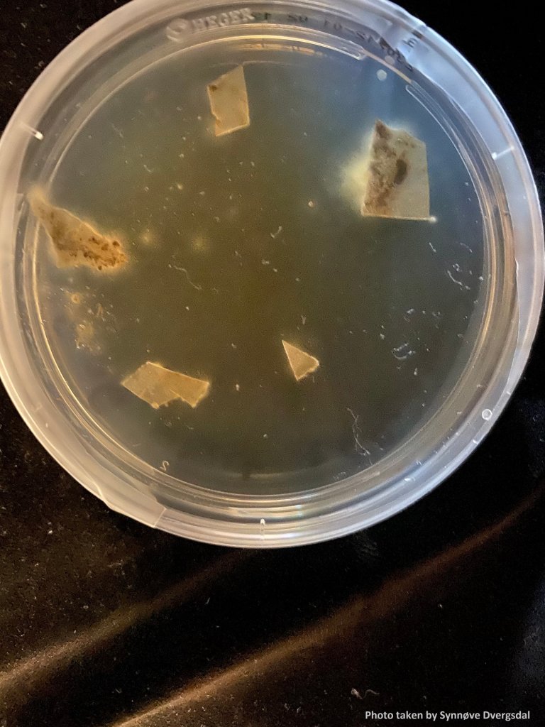 Petriskål med plastbiter og nypodede sopp. Foto: Anan Zhao