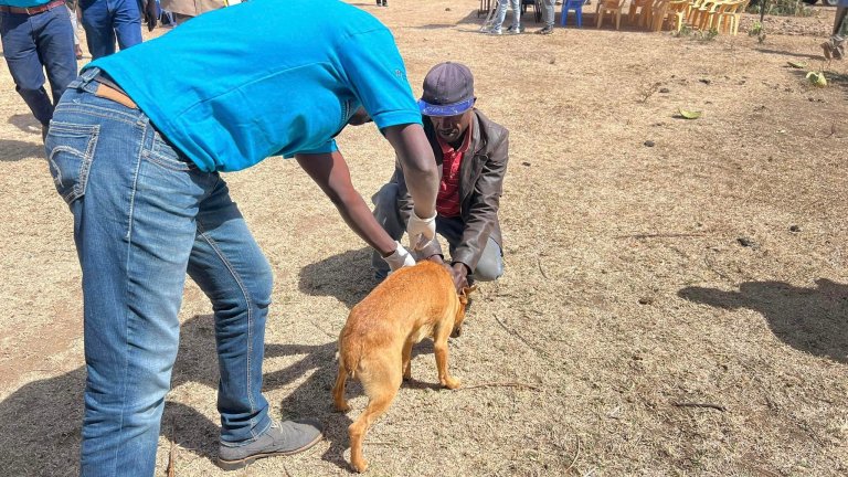 En hund som blir vaksinert mot rabies i Malawi