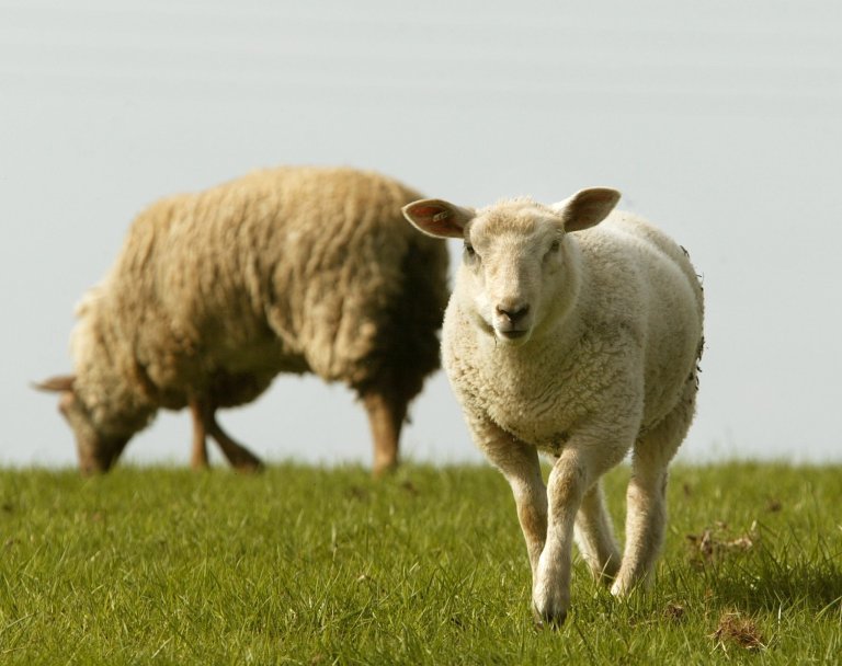 To sauer på et beite.