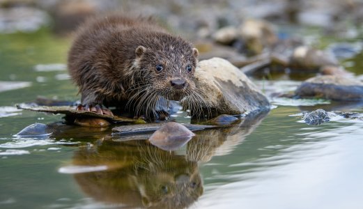 Oter har fått påvist høgpatogen fugleinfluensa
