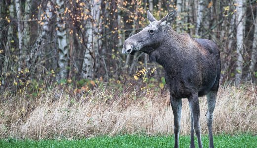 Veterinærinstituttet har påvist skrantesjuke hos ei elgku i Trøndelag