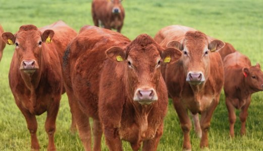 NORM-VET-rapporten 2023: Rekordlavt salg av antibiotika til dyr