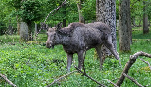 Nytt tilfelle av skrantesjuke hjå elg frå Steinkjer