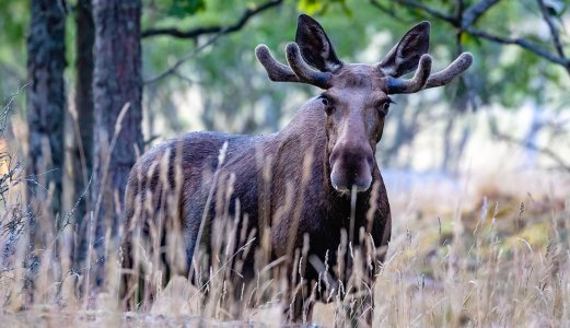 Slik finner du hundens dvergbendelmark i felt elg