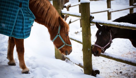 Hester kan si ifra om de vil ha på seg dekken