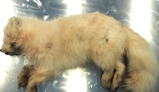 Rabies påvist hos fjellrev på Svalbard