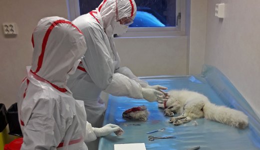 Rabiesmistanke hos rev fra Svalbard avkreftet