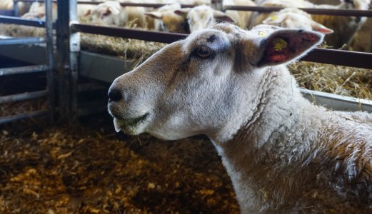 Vaksinasjon av sau og storfe mot blåtungevirus