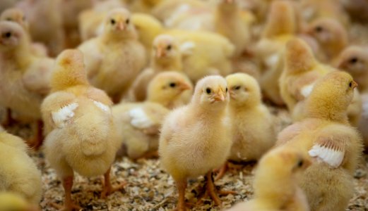 Har identifisert E. coli-varianter som gir høy første uke-dødelighet hos kyllinger