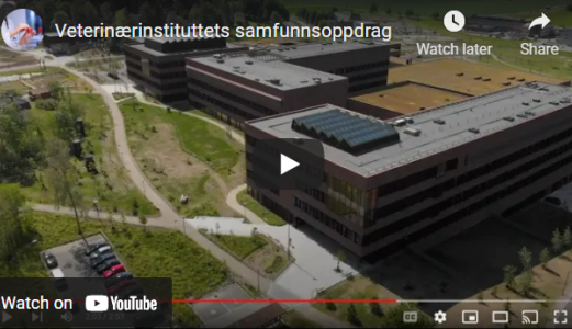 Veterinærinstituttets samfunnsoppdrag bidrar til god helse og velferd for dyr, fisk, mennesker og miljø
