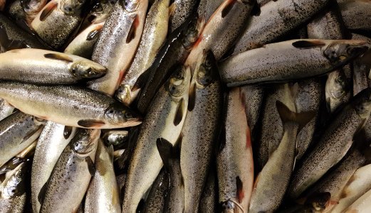 Fisk som får ro blir ikke syk av laksepoxvirus