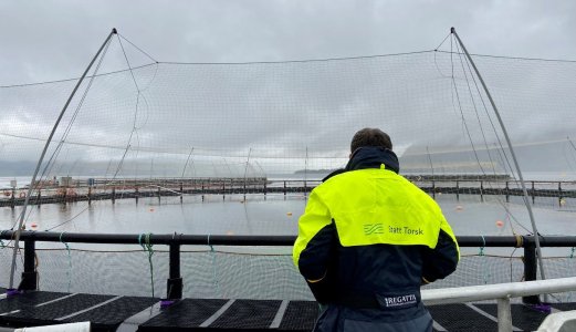 Nytt prosjekt om sykdomsrisiko i torskeoppdrett