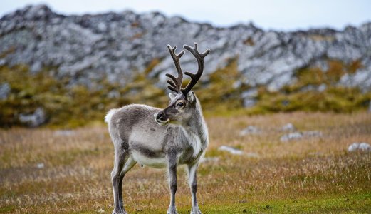 Lave nivåer av radioaktivitet i villrein, elg og hjort fra Nordfjella 