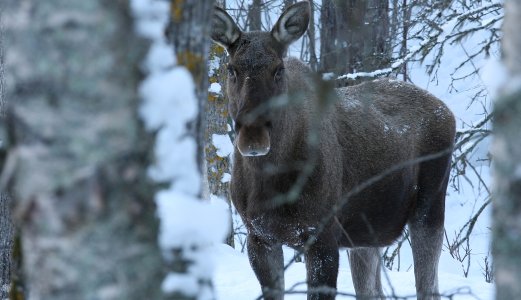 Nytt tilfelle av skrantesjuke hos elg