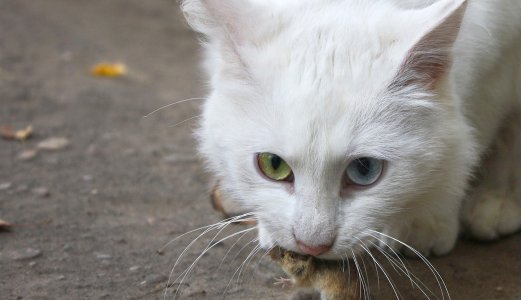 Musegiften alfakloralose kan forgifte katter og hunder