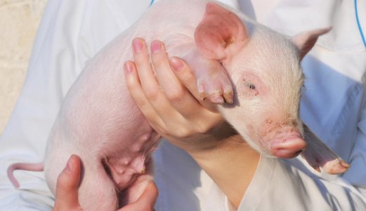 Nedgangen i forbruk av antibiotika til dyr i Norge fortsetter