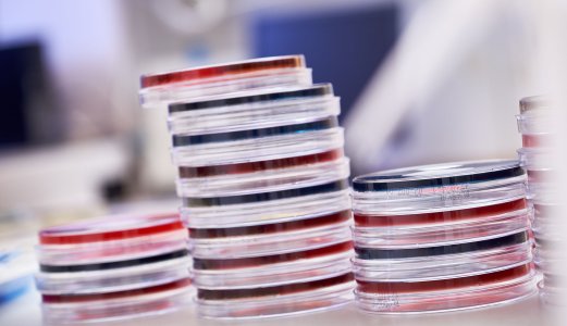 Slik testes hester og staller for Salmonella