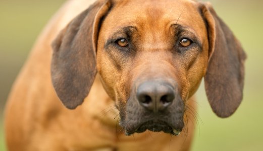 Status vedrørende akutt hundesykdom torsdag 19.09.2019