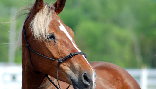 Mistanke om herpesvirusinfeksjon hos hest 