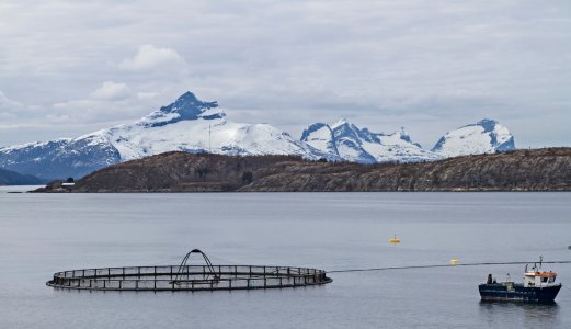 Ny vurdering av lakseluspåvirkning på vill laksefisk til Trafikklyssystemet