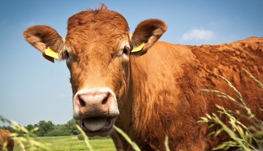 Norsk storfe har lav forekomst av E. coli som kan gi alvorlig sykdom hos mennesker