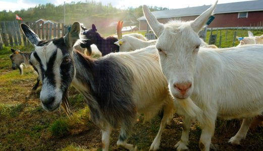 Ingen tilfeller av paratuberkulose i Norge