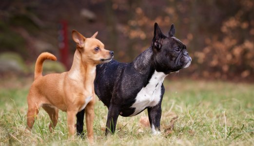Status vedrørende akutt hundesykdom 12. september