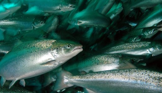 Forskning viser at varmt vann kan skade fisk