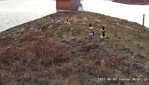 Nye påvisninger av fugleinfluensa hos havørn i Norge
