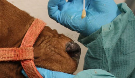 Nytt overvåkningsprogram på Mycoplasma Bovis - send inn prøver fra storfe gratis