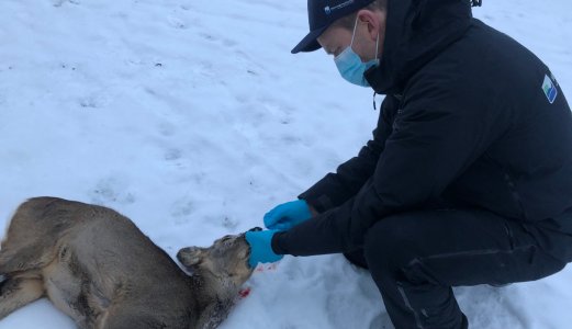Podcast: Undersøker hjortedyr i Norge for covid-19