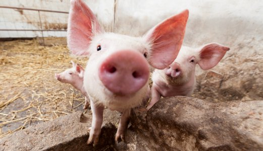 Smittsomt luftveisvirus (PRCV) hos svin i Rogaland